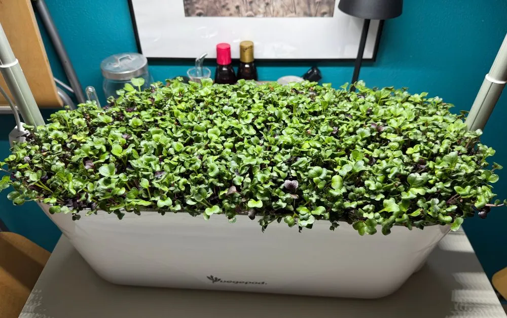 Microgreens in einer Pflanzschale mit Beleuchtung